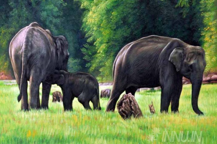 Buy Fine art painting Elephants and a cub by Artist Unknown Artist