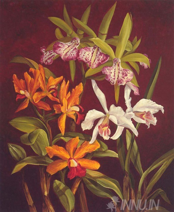 Buy Fine art painting Orchid Trio 2 by Artist Rodolfo Jimenez
