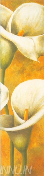 Buy Fine art painting White Callas 1 by Artist Unknown Artist