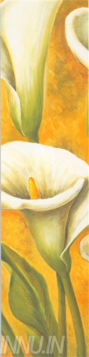 Buy Fine art painting White Callas 2 by Artist Unknown Artist