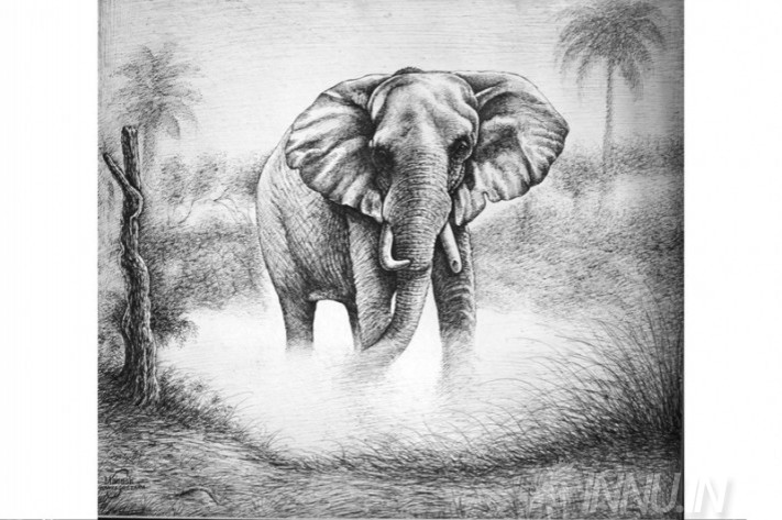 Buy Fine art painting Elephant  by Artist Unknown Artist