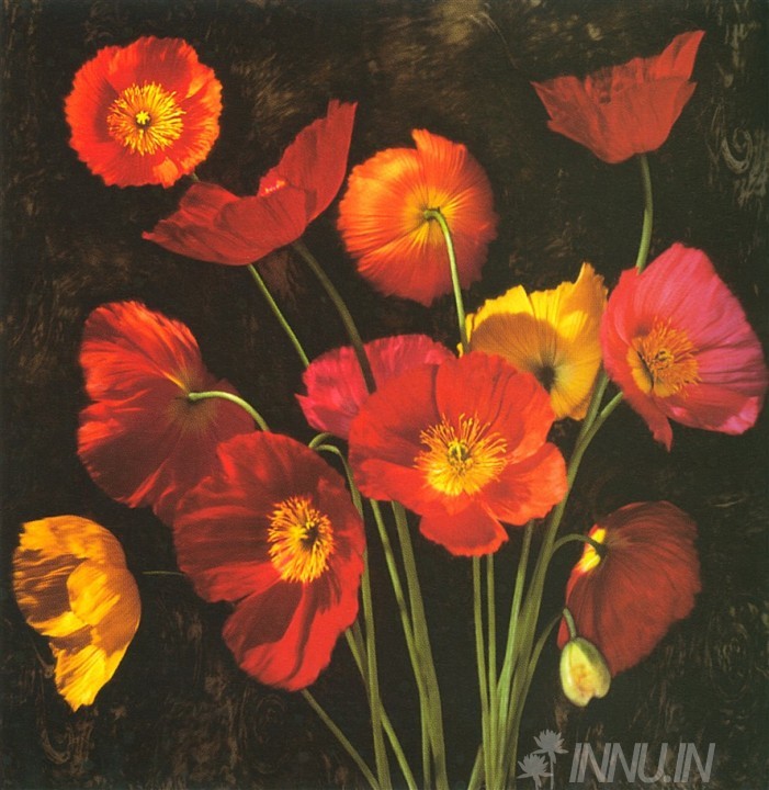 Buy Fine art painting Poppy Bouquet 2  by Artist Jhon Seba