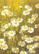 Fine art  - Daisy Flowers by Artist Fasani