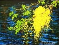 Fine art  - Cassia Fistula by Artist Martin