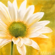 Fine art  - Marguerities Dans Le Soleil 3 by Artist Pierre Viollet