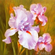 Fine art  - Lavender Iris by Artist 