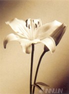 Fine art  - White Lily by Artist 