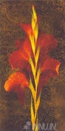 Fine art  - Gladiola by Artist Jhon Seba