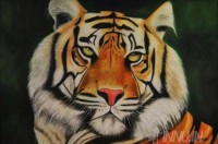 Fine art  - Tiger by Artist Suresh Dev